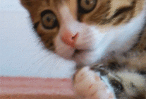 小花猫捂嘴动态图