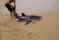 沙头落难的鲨鱼