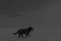 雪地奔跑的狼狗