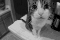可爱的小猫看镜头动态图