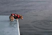 狗狗跳水搞笑图片