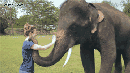大象挥鼻子再见动态图片