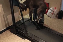 狗狗跑步机锻炼身体动态图