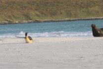 海狮追企鹅动态图