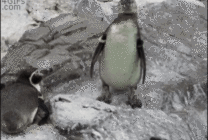 被爆菊的企鹅动态图