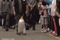企鹅逛街动态图