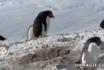 企鹅叼石子动态图片