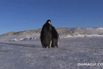 两只企鹅闲游动态图片
