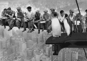 集体跳楼的企鹅搞笑图片