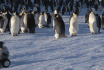 企鹅抱团搞笑图片
