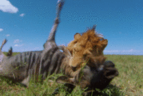 狮子猎食羚羊动态图