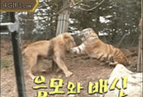 狮子跟老虎互殴动态图