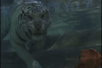 水中捕食的老虎动态图