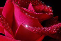 闪光的玫瑰动态图片