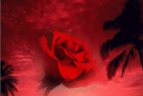 绽放的玫瑰花动态图