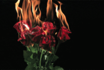 燃烧的玫瑰花动态图