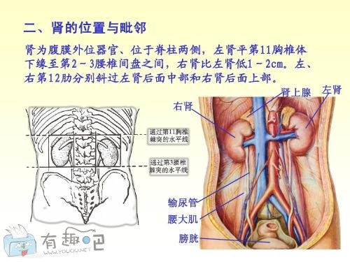 人肾在哪个位置图