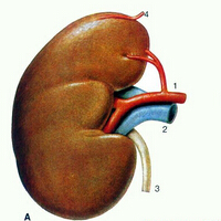 人肾在哪个位置图，图文详解！