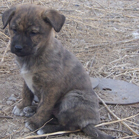 中华田园犬智商排名，稳居末位！