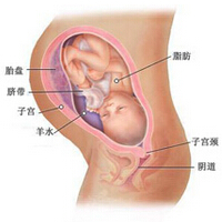 怀孕九个月男胎儿图文详解，准妈妈们进来！(3)