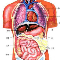 人体解剖图，看清人的五脏六腑！(2)