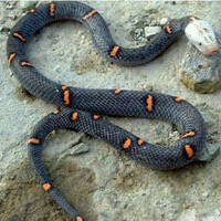 喜玛拉雅白头蛇，神秘而令人恐惧！