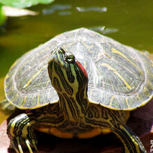 巴西龟寿命有多长?