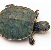 乌龟的寿命有多长？(2)