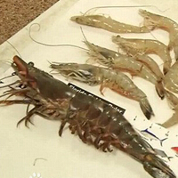 亚洲虎虾，该物种的入侵可能带来不良后果！