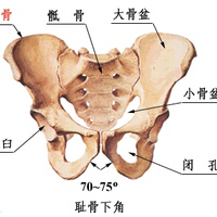 耻骨是哪里 耻骨是哪里图片(2)