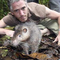 世界上最大的老鼠，乍看上去有些像小猪仔！