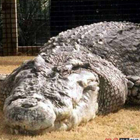 世界上最大的鳄鱼，重约1114公斤！(3)
