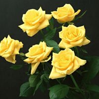 黄玫瑰代表什么意思，代表失恋和消逝的爱!