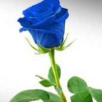  蓝玫瑰代表什么意思，爱你在心口难开！(2)