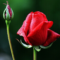 11朵玫瑰代表什么意思，爱她一生一世！