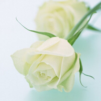白玫瑰代表什么，我们的爱情是纯洁的！(2)