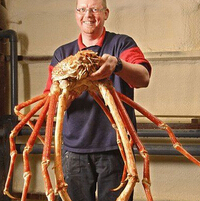 巨型杀人蟹蜘蛛蟹形似蜘蛛，34名渔民和26名游客葬身蟹腹！
