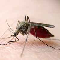 蚊子的寿命，雌性3-100天雄性10-20天！