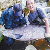 千岛湖巨型青鱼，你见过如此大的鱼吗?(2)