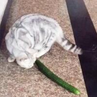 猫为什么怕黄瓜(2)