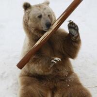 俄罗斯功夫熊走红，哥舞的不是棍是笛子！