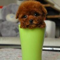 世界最小狗，腊肠犬“碧昂斯”！