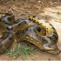 世界上最大的蛇：亚马逊森蚺(2)