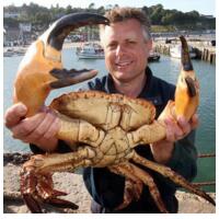 世界上最大的螃蟹：杀人蟹(4)