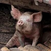 猪坚强被送屠宰场，网友叹熊本的猪可没中国猪那么幸运