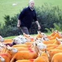 防羊被盗羊喷橙色，因为四年来被偷了300只羊