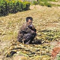 转基因玉米遭强铲，国内尚不允许进行转基因玉米的商业化种植