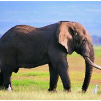 大象为什么都踮脚走路？二个原因分析