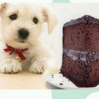 狗为什么不能吃巧克力？巧克力是造成宠物狗中毒的五种常见物品之一(3)