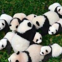 4只熊猫宝宝亮相，憨态可掬！